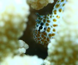 Gobie in Coral. Taken in Haleiwa, HI- natural light, abou... by Mathew Cook 
